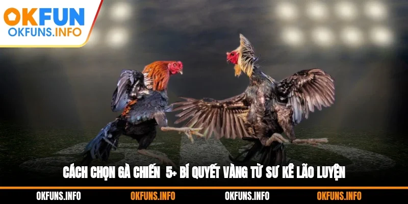 Cách Chọn Gà Chiến - Top 5 Bí Quyết Vàng Từ Sư Kê Lão Luyện