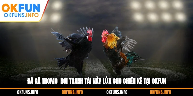 Đá gà Thomo - Nơi Tranh Tài Nảy Lửa Cho Chiến Kê Tại OKFUN